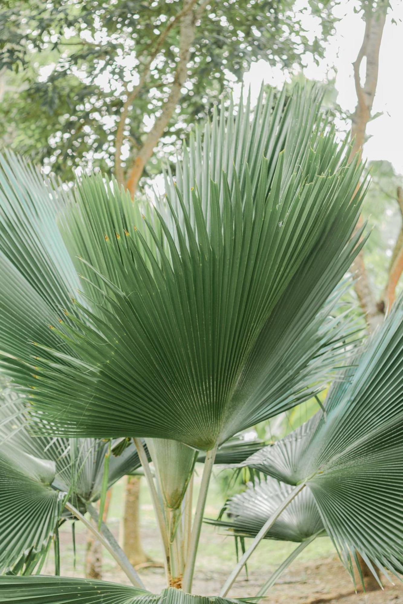 Mayan Playa 巴卡拉尔 外观 照片