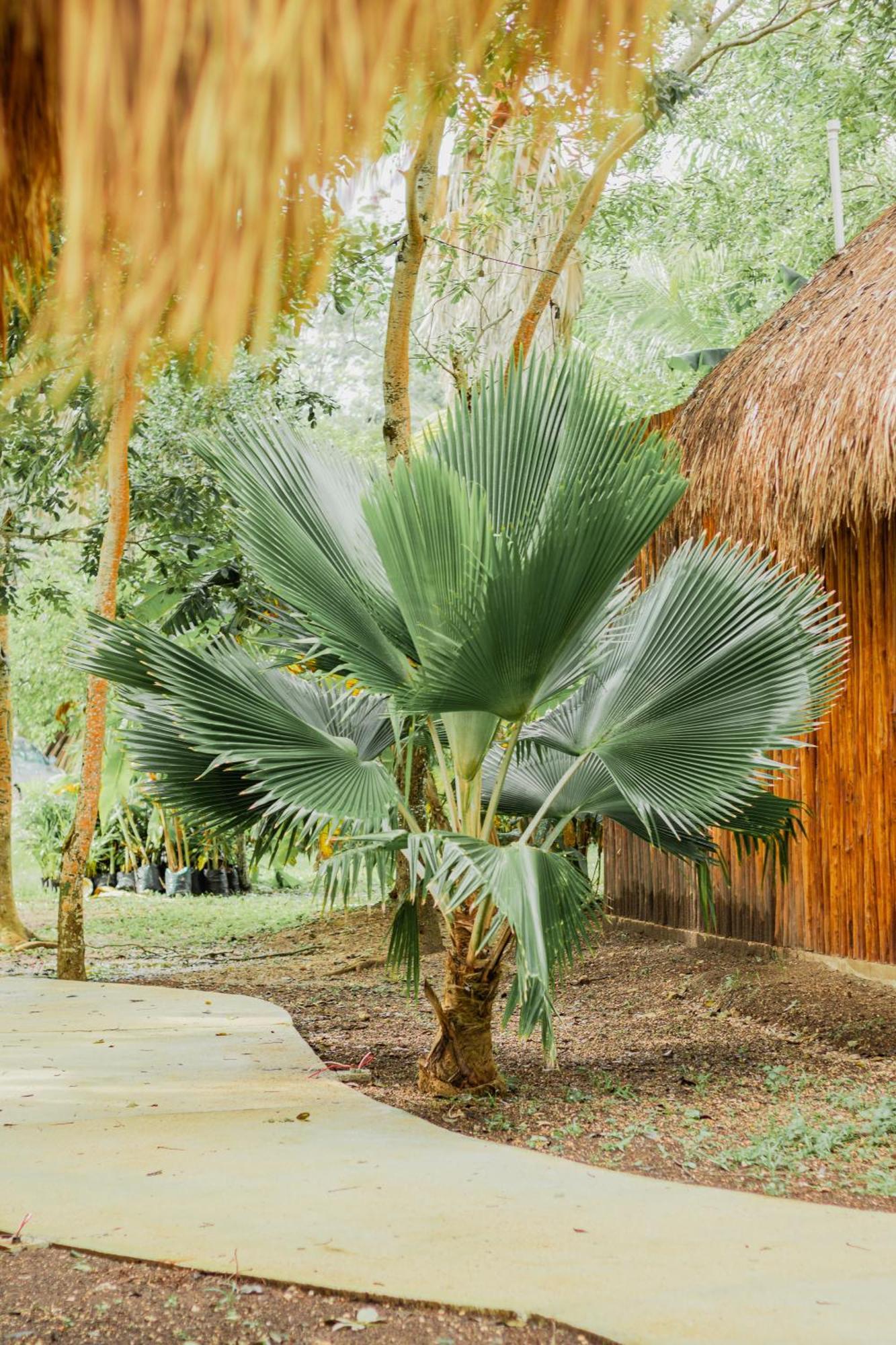 Mayan Playa 巴卡拉尔 外观 照片
